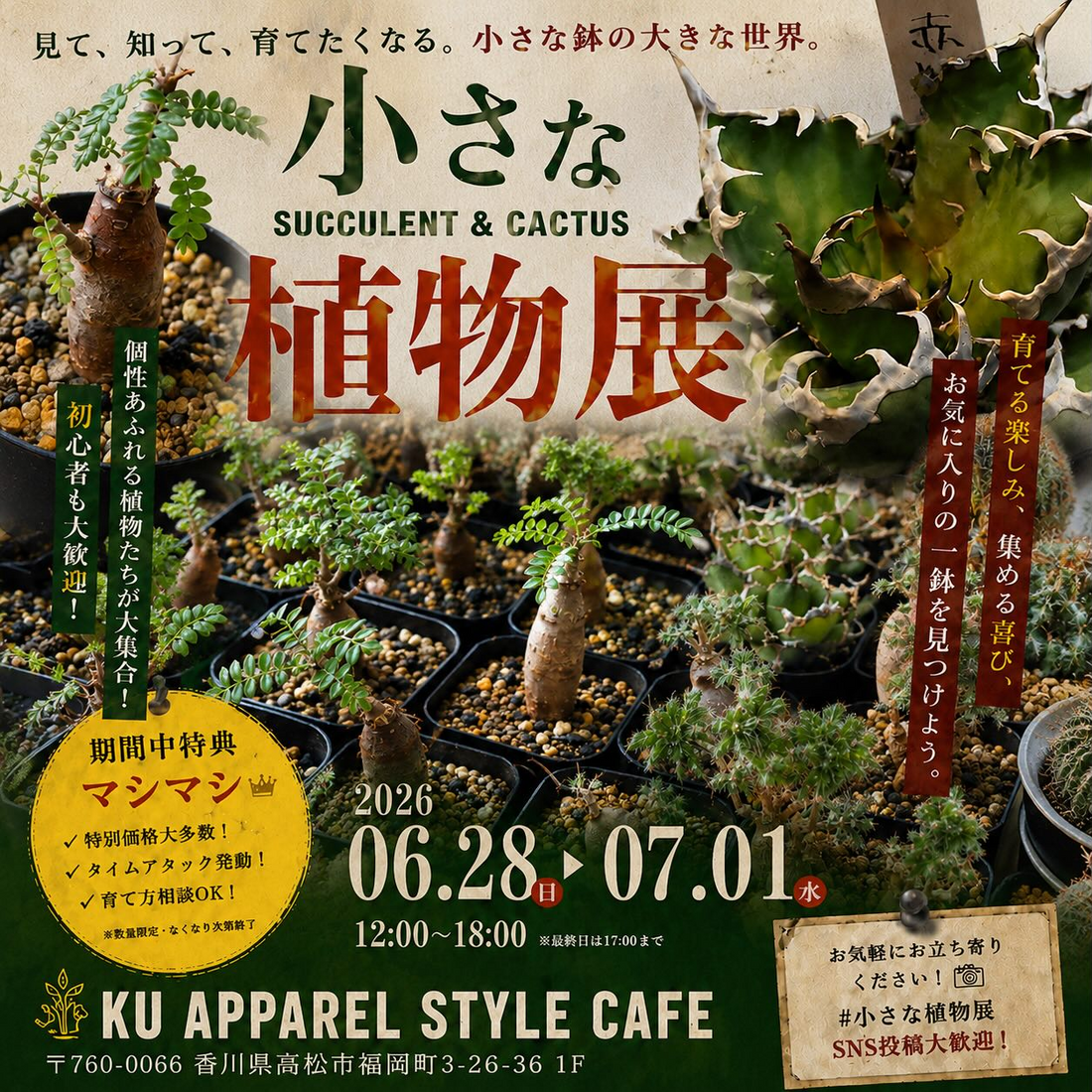 クゥアパレルが小さな植物展2026を開催、多肉植物とサボテンの販売や育て方相談を実施