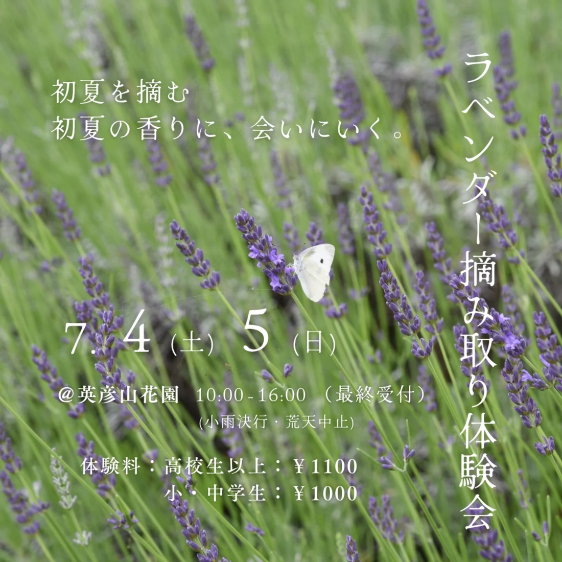 ラベンダー摘み取り体験会2026が英彦山花園で開催、2日間限定で初夏の香りを体験