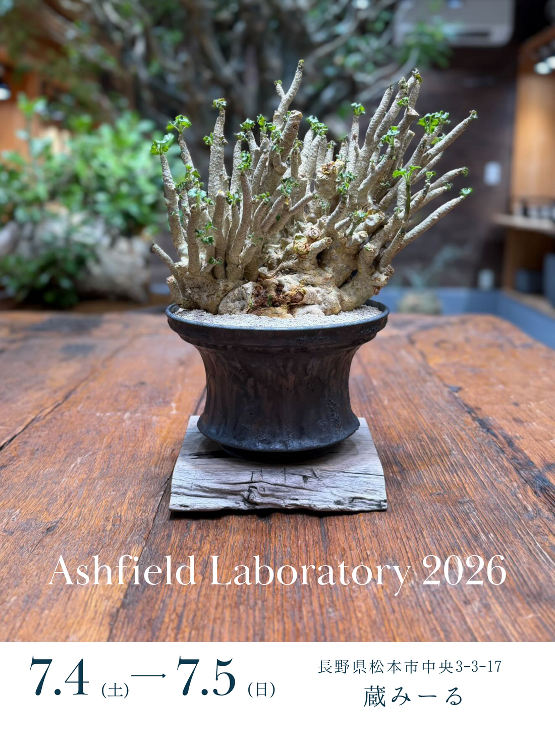 AshfieldLaboratory2026が松本で開催、薪窯焼成の植木鉢とうつわと厳選植物を販売