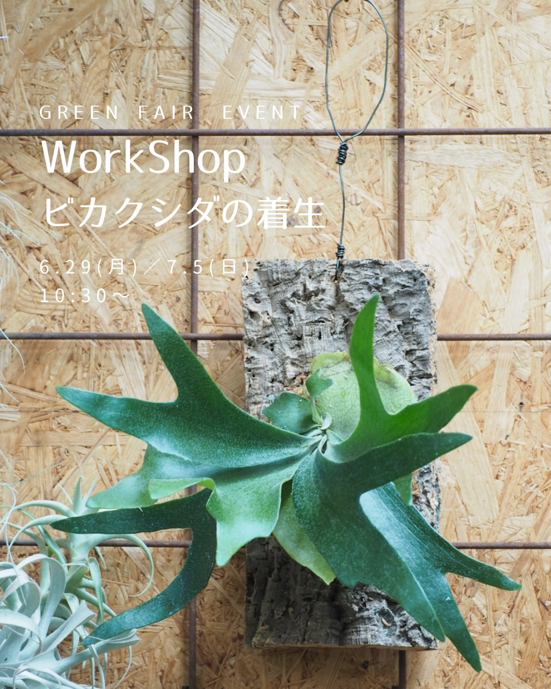 ビカクシダの着生WORKSHOP2026がDrawGardenで開催、品種を選んでコルク材に着生体験