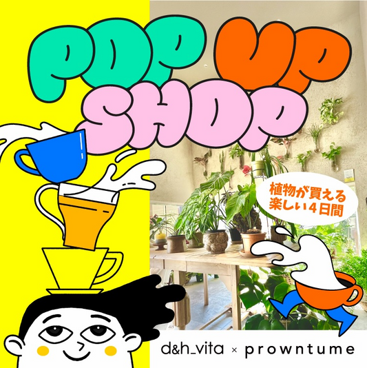 POPUPSHOPd&amp;hvita×prowntume2026が開催、GLASSGREENや植物とアクセサリーを販売