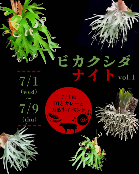 ビカクシダナイトvol.12026が恋々風塵で開催、ビカクシダ販売とDJやカレー企画を実施