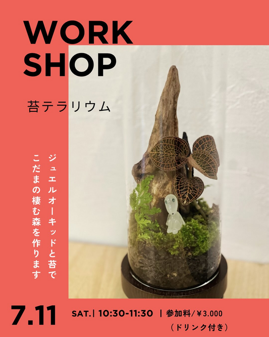 樹の庭屋のワークショップ2026が磐田で開催、苔テラリウムや多肉植物の箱庭作りを実施