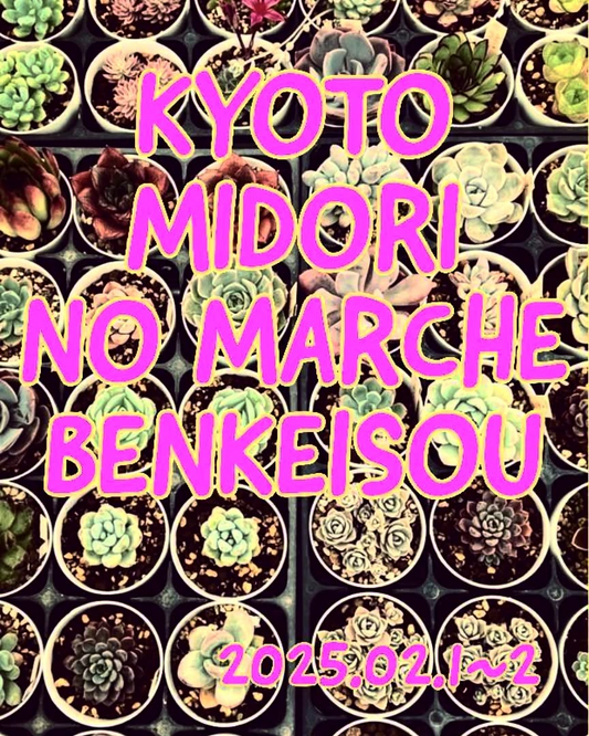 京都みどりのマルシェBENKEISOUを開催、全国の多肉植物専門店が京都に集結、希少植物の展示販売に期待