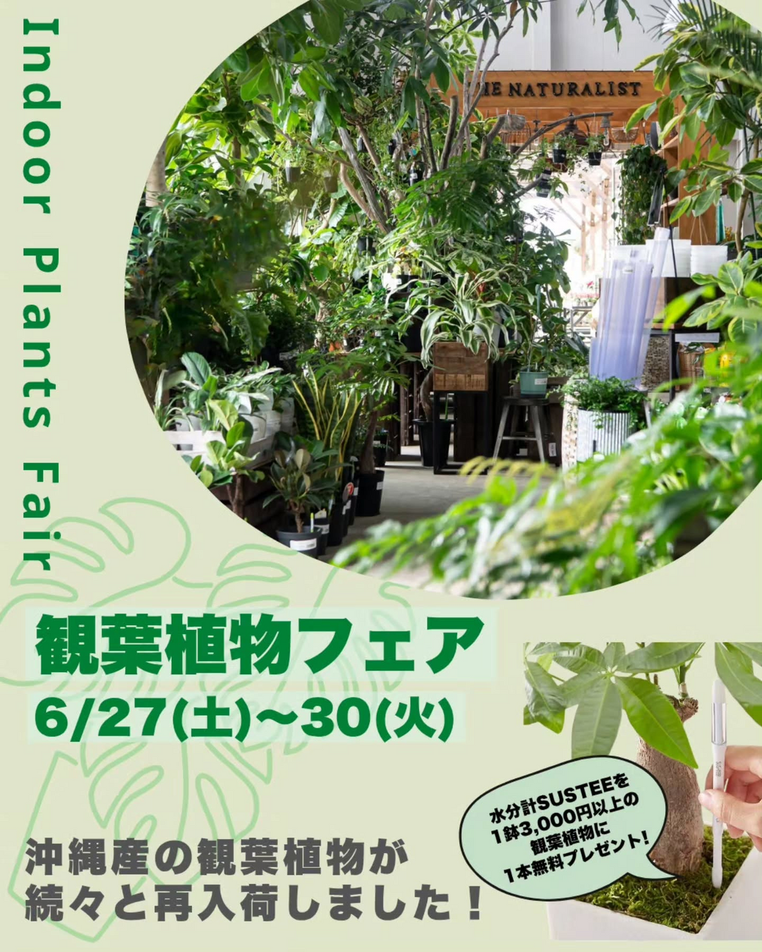 IndoorPlantsFair観葉植物フェア2026がザナチュラリストで開催、沖縄産観葉植物とSUStee特典を展開