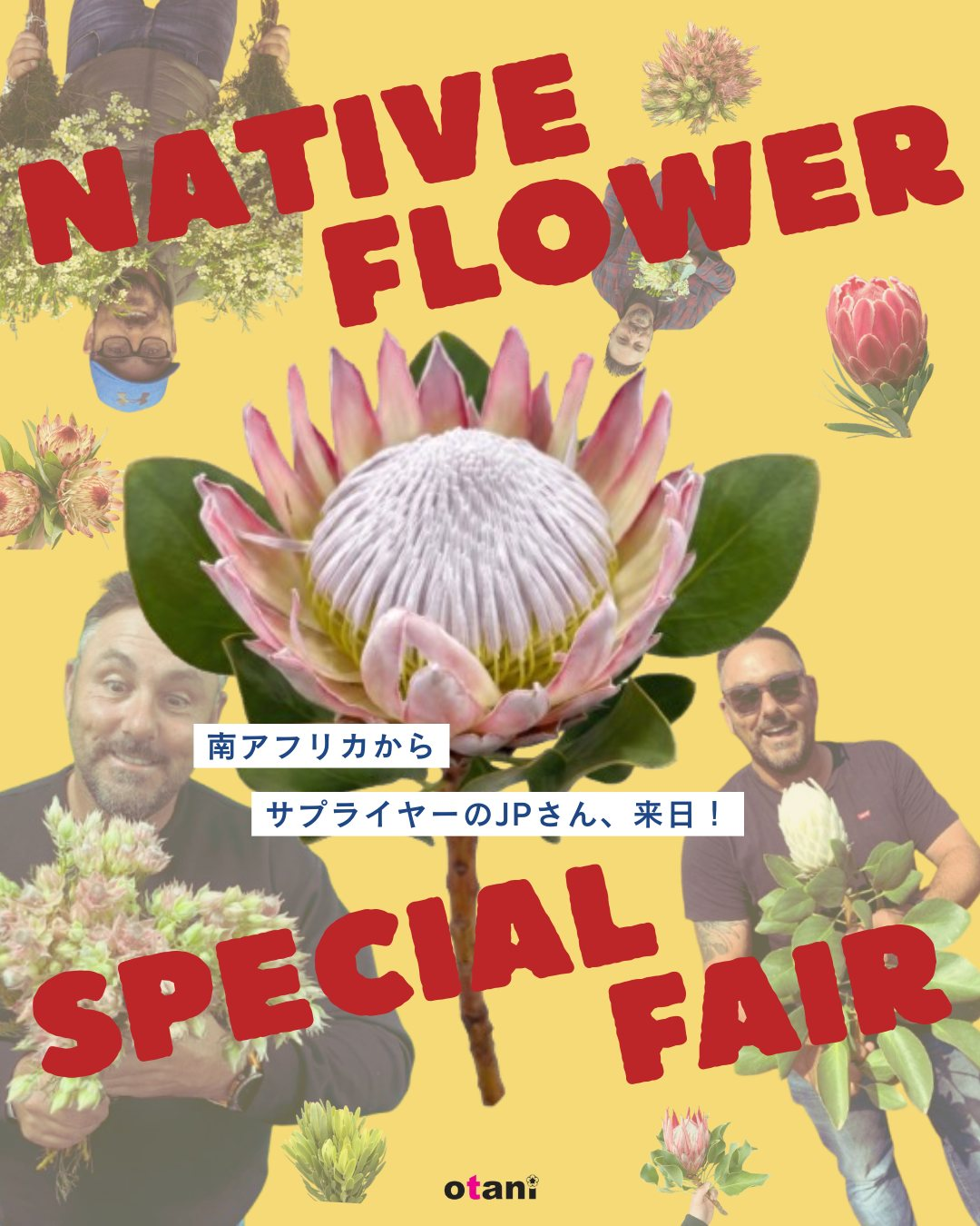 NATIVEFLOWERSPECIALFAIR2026が大田市場で開催、南アフリカ産の花とJPさん来日予定を案内