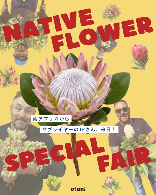 NATIVEFLOWERSPECIALFAIR2026が大田市場で開催、南アフリカ産の花とJPさん来日予定を案内