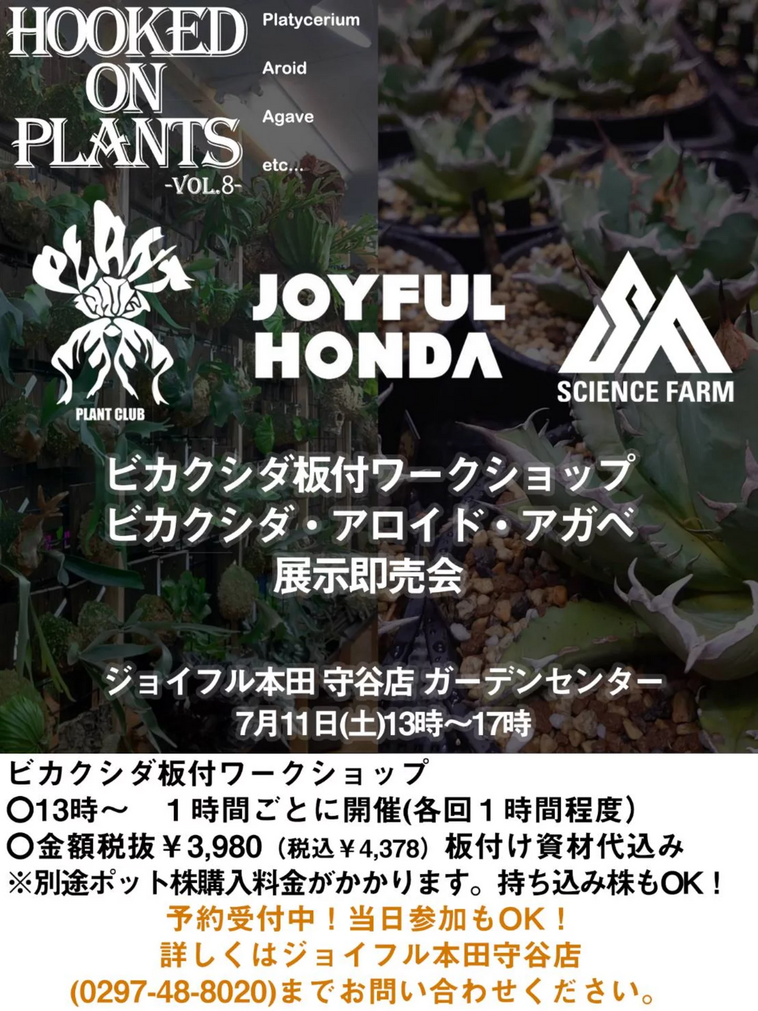 ジョイフル本田守谷店が2026年HOOKED ON PLANTS VOL8を開催、ビカクシダ板付と展示即売会を実施