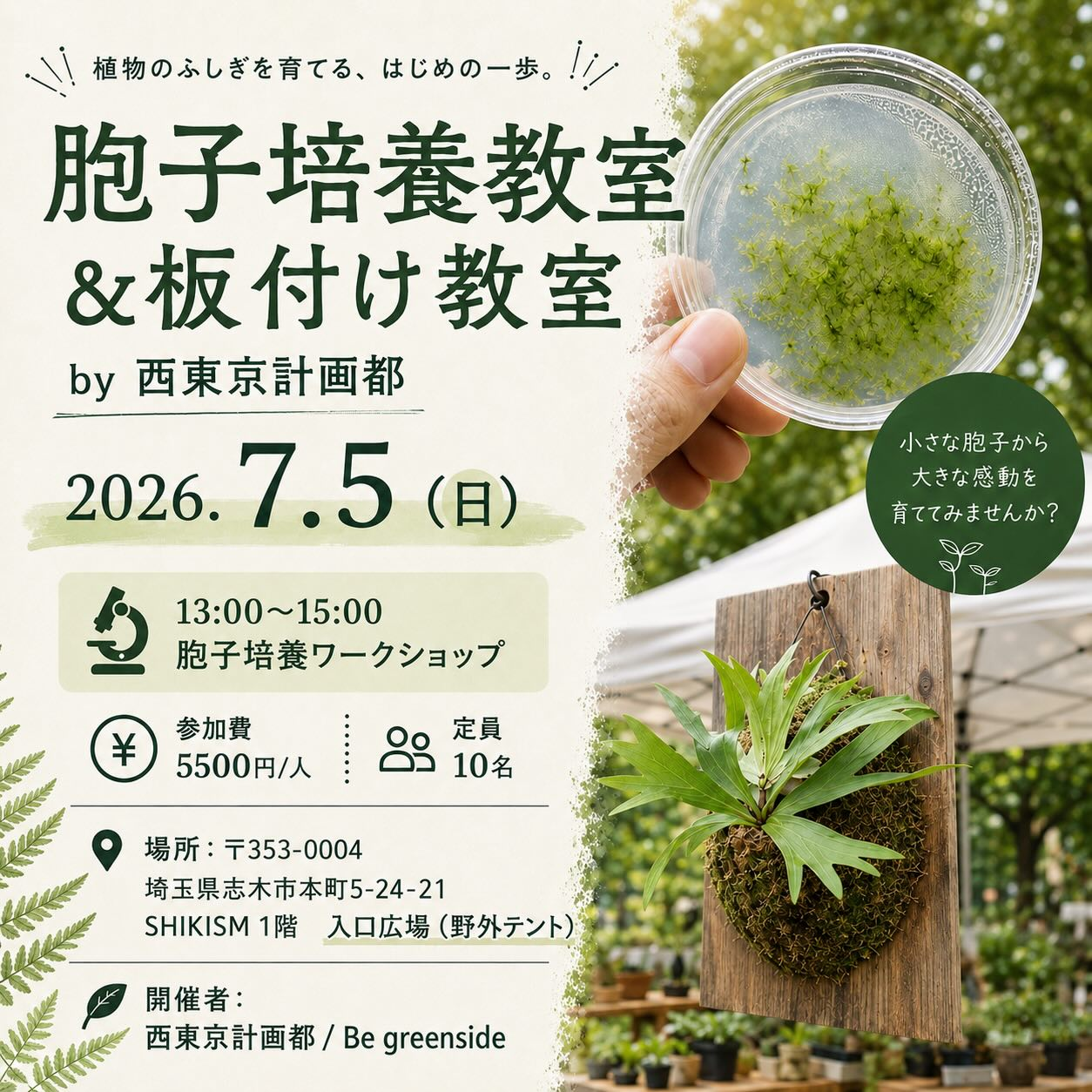 西東京計画都が2026年胞子培養教室と板付け教室を開催、ビカクシダの育成体験が志木で実施 - リーフラ編集部