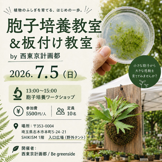 西東京計画都が2026年胞子培養教室と板付け教室を開催、ビカクシダの育成体験が志木で実施
