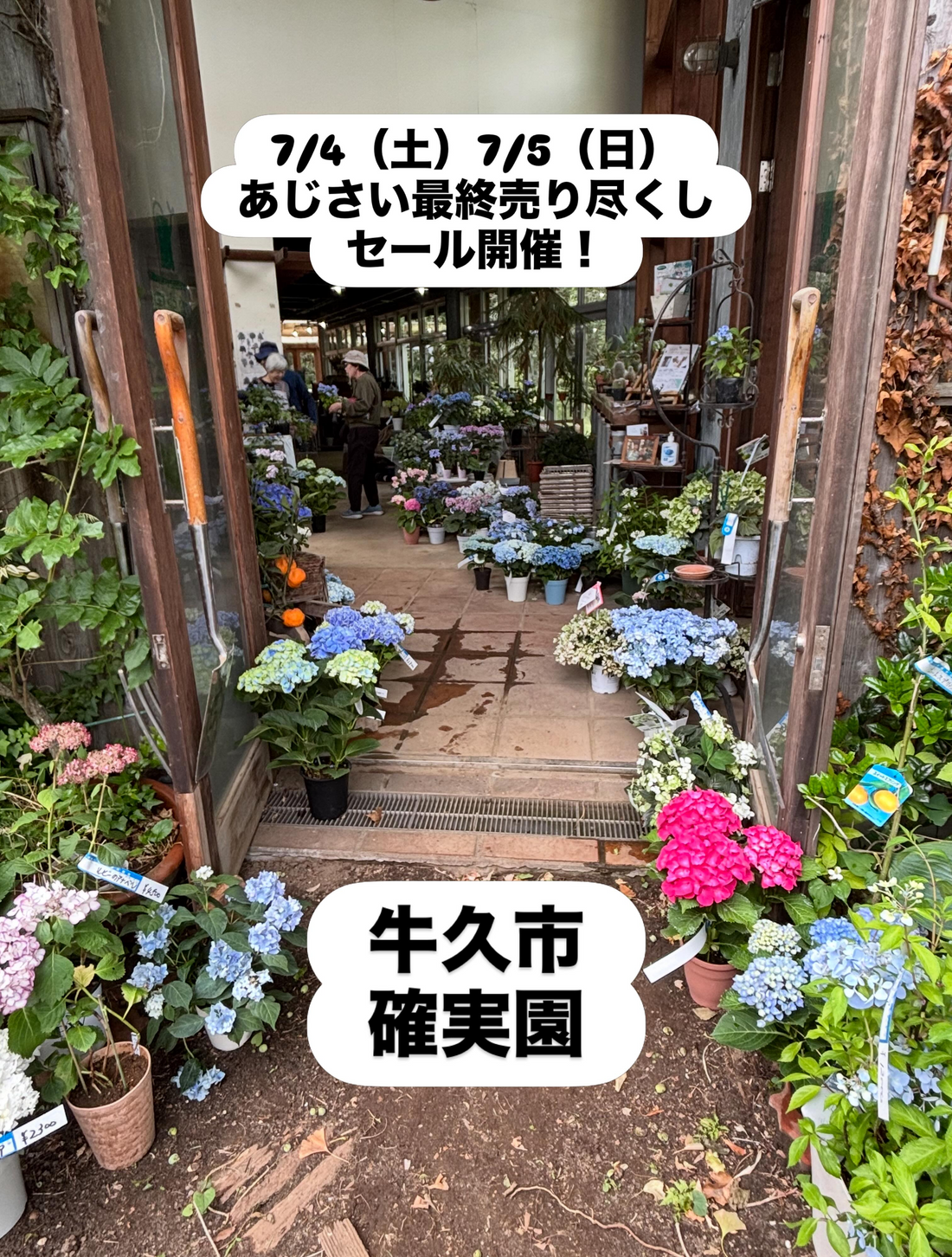 確実園園芸場が2026年あじさい最終売り尽くしセールを開催、100種類以上の見納め企画に