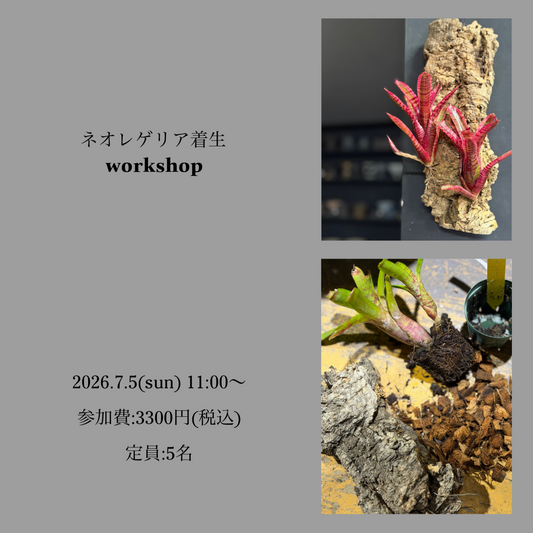 ゆくはし植物園が2026年ネオレゲリアの着生workshopを開催、インテリア植物の作り方を体験できる講座