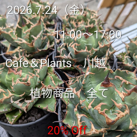 Cafe＆Plants 川越が植物商品 20% Offセールを実施、エケベリア特価販売とCafe営業も同時展開