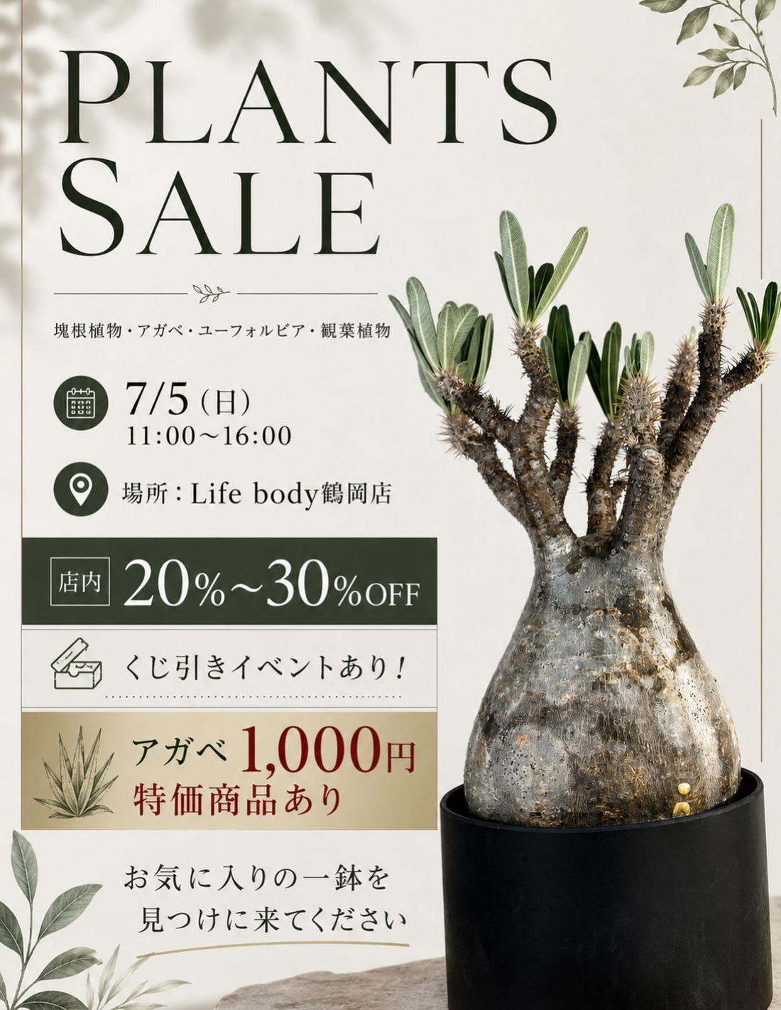 PLANTS SALEが2026年にLB plantsで開催、塊根植物やアガベの割引販売と特価企画を実施