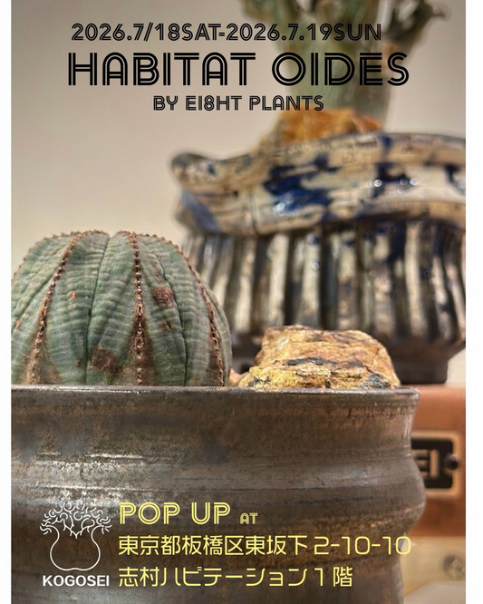 POP UP event HABITAT OIDES 2026がKOGOSEIで開催、Habitat Oidesと実生アガベを店頭展示