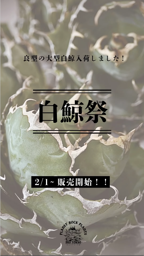 白鯨祭開催、お茶の水・荻窪店で希少アガベを販売白鯨祭開催、お茶の水 白鯨祭開催、お茶の水・荻窪店で希少アガベを販売白鯨祭開催、お茶の水