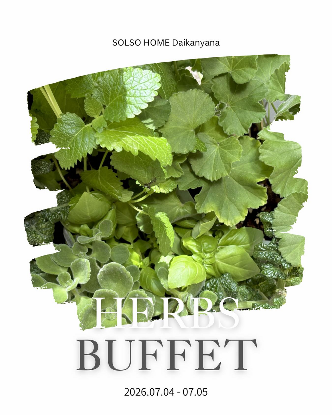 HERBSBUFFET2026がSOLSOHOME代官山で開催、ハーブや野菜苗を選べる2日間限定の詰め放題
