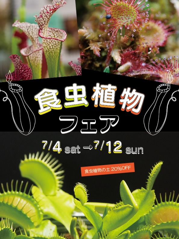 食虫植物フェア2026がプロトリーフ二子玉川本店で開催、ネペンテスやハエトリソウが集結