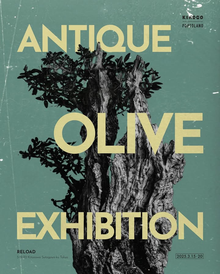 KINOCOがANTIQUE OLIVE EXHIBITIONを開催、樹齢百年以上の古木オリーブと陶芸家の技が融合したTRUNKWAREを展示