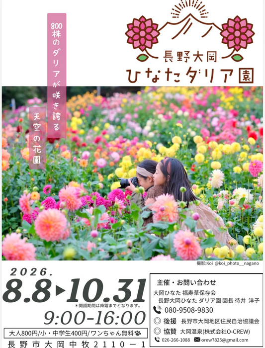 長野大岡ひなたダリア園2026が開園、800株のダリアが咲く天空の花園を公開