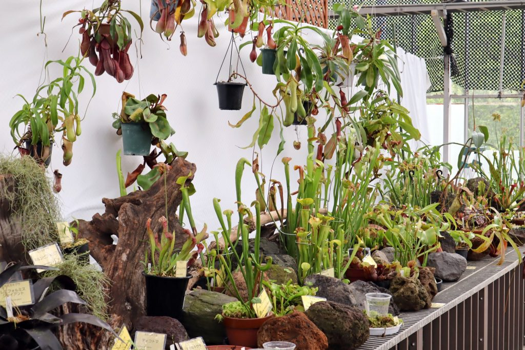 広島市植物公園が世界の食虫植物展2026を開催、ハエトリグサやウツボカズラなどを展示