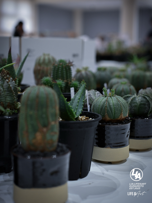 コルトコルとLiaがPOPUPStore2026を開催、熊本県甲佐町で観葉植物と塊根植物を展開