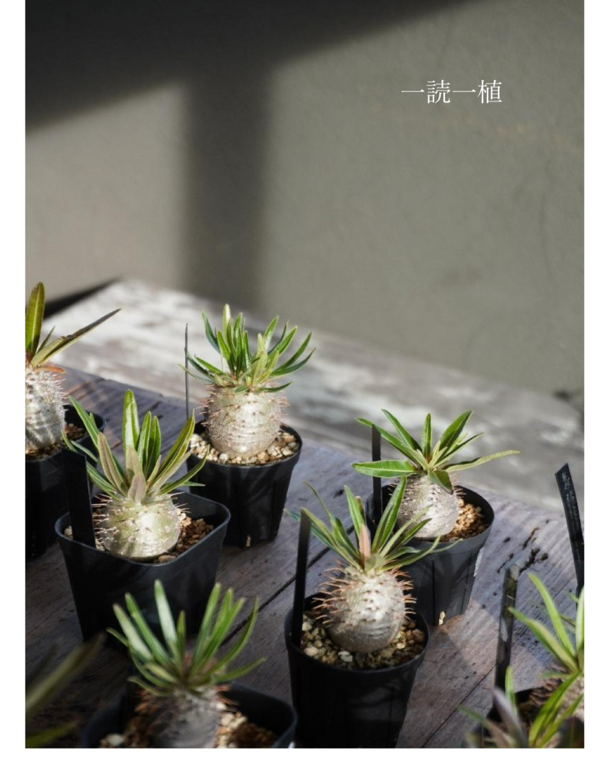 かたまりPOPUP一読一植2026が1003で開催、本と塊根植物が交わる1日限り