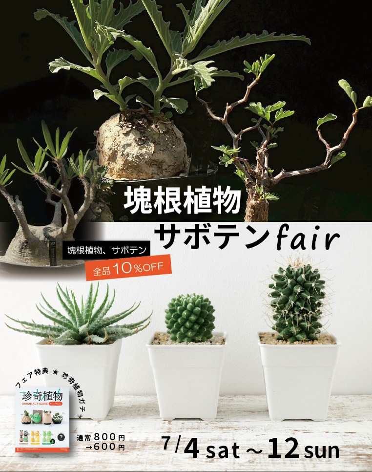 プロトリーフ二子玉川本店が塊根サボテンフェア2026を開催、全品10%OFFで多肉植物やサボテンを展開 - リーフラ編集部
