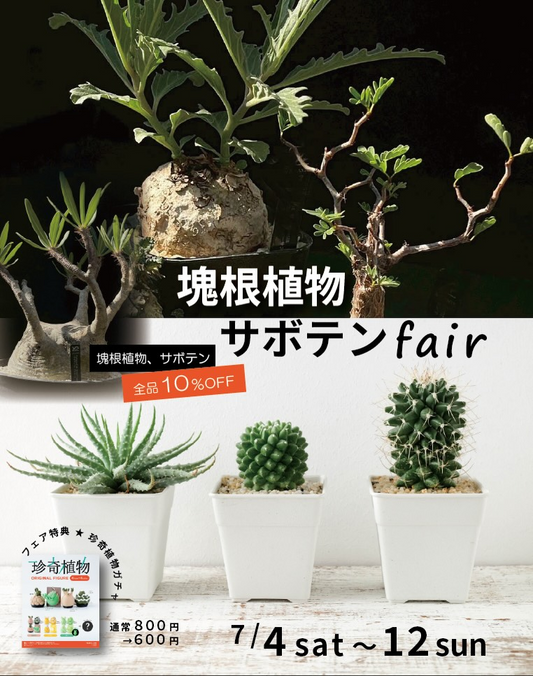 プロトリーフ二子玉川本店が塊根サボテンフェア2026を開催、全品10%OFFで多肉植物やサボテンを展開