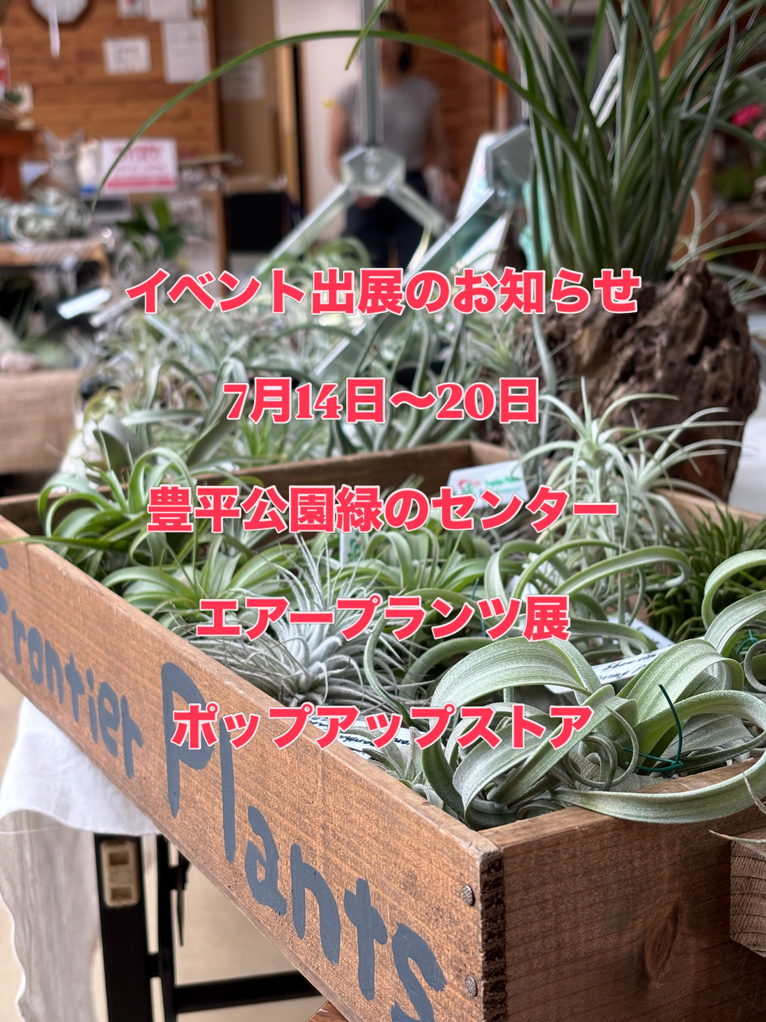 エアープランツ展2026が7月に開催、チランジアとビカクシダの展示販売が植物好きの注目に