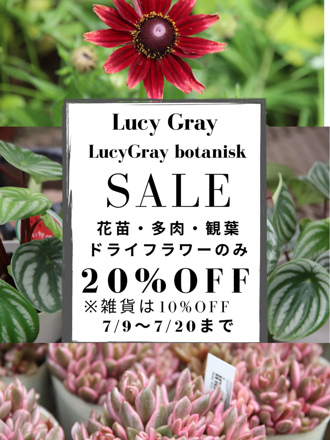 ルーシーグレイがSUMMER SALE第2弾2026を開催、花苗や観葉植物や多肉植物が20%OFFに