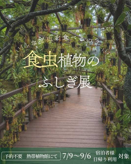 食虫植物のふしぎ展2026がTHE BOTANICAL RESORT林音で開催、15種類以上の食虫植物を展示