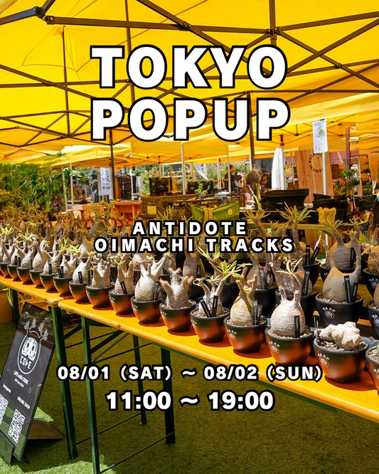 CODEが初の単独東京POPUP2026を開催、P.グラキリスと限定グッズを大井町で販売