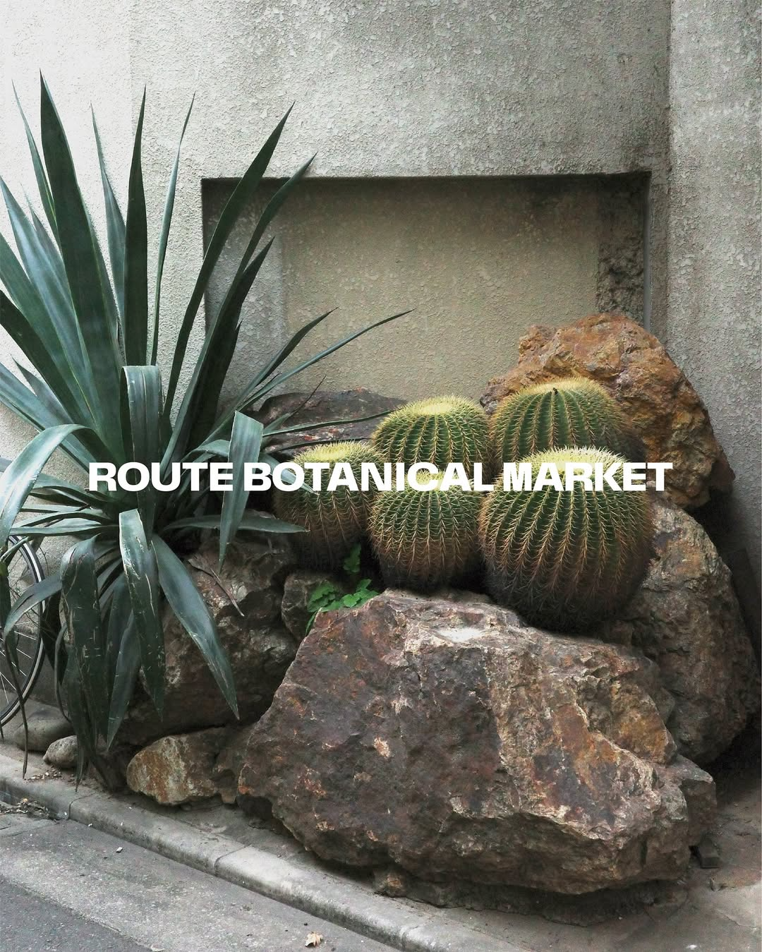 ROUTE BOTANICAL MARKETがvol.4を開催、チランジアから琉球盆栽まで多彩な珍奇植物が集結