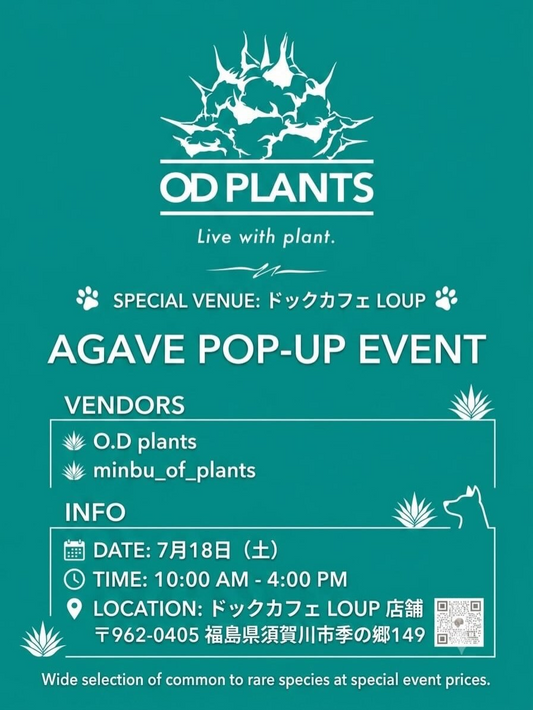 ODplantsがAGAVEPOP-UPEVENT2026を開催、特選アガベと実生苗を須賀川市で販売