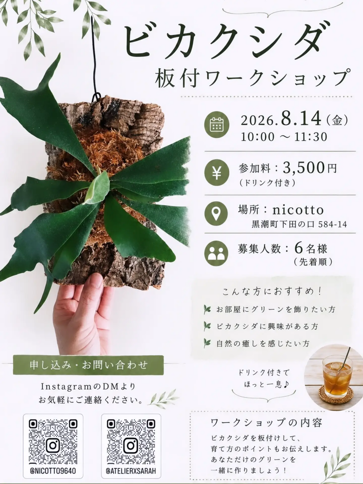 nicottoがビカクシダ板付ワークショップ2026を開催、板付け方法と育て