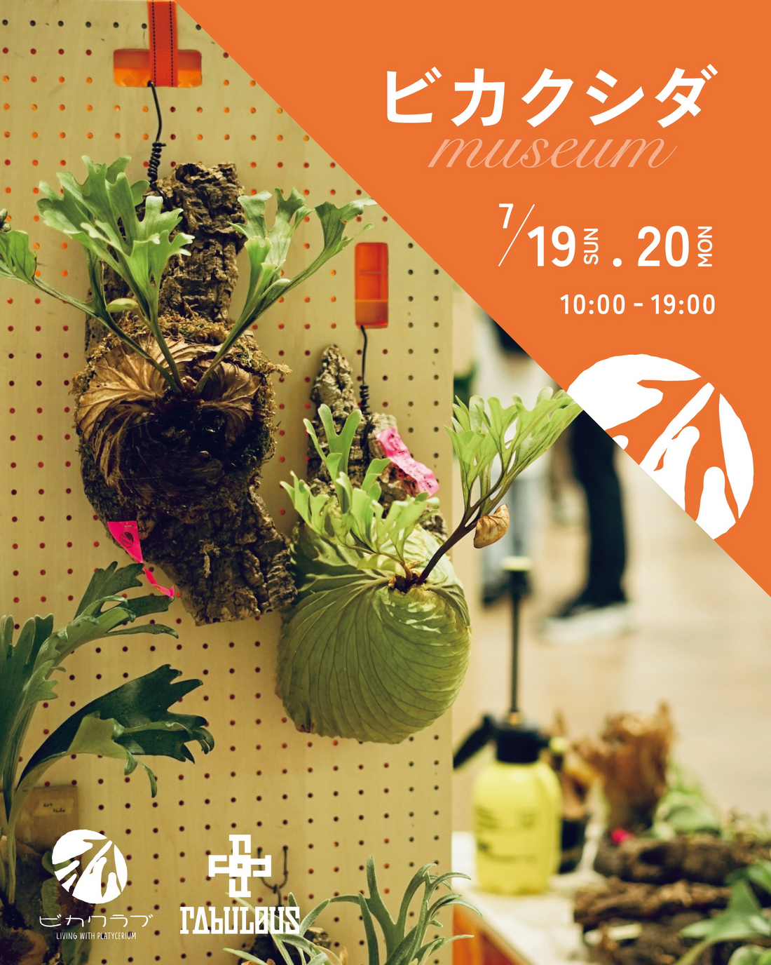 &FLOWERSがビカクシダMuseum2026を開催、展示販売と2種類のワーク