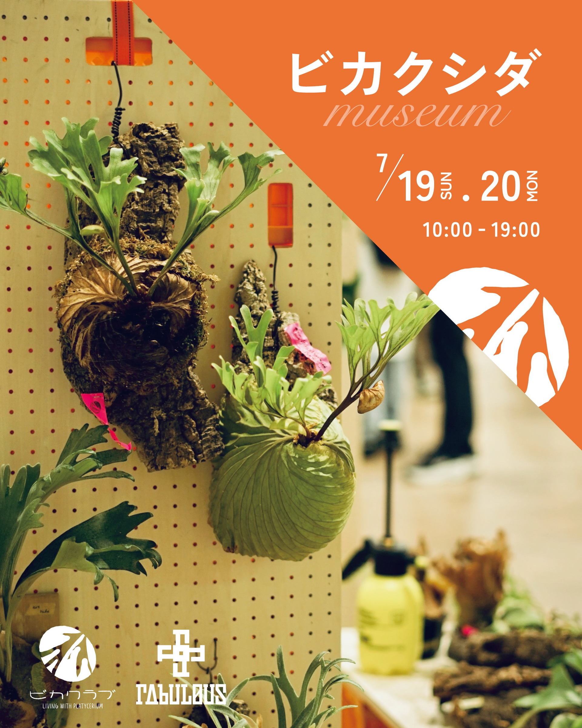 &FLOWERSがビカクシダMuseum2026を開催、展示販売と2種類のワーク