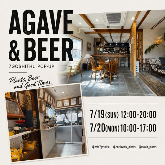 CAFE7Go室がAGAVE&BEER7GOSHITHUPOP-UP2026を開催、アガベと夏祭りフードを福岡市で展開