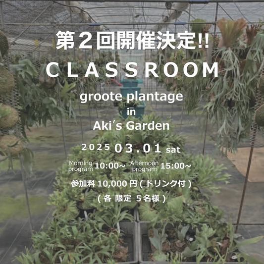 CLASS ROOMイベントが東京で第2回開催、ビカクシダの胞子培養体験と専門家による講座で栽培技術の普及を目指す
