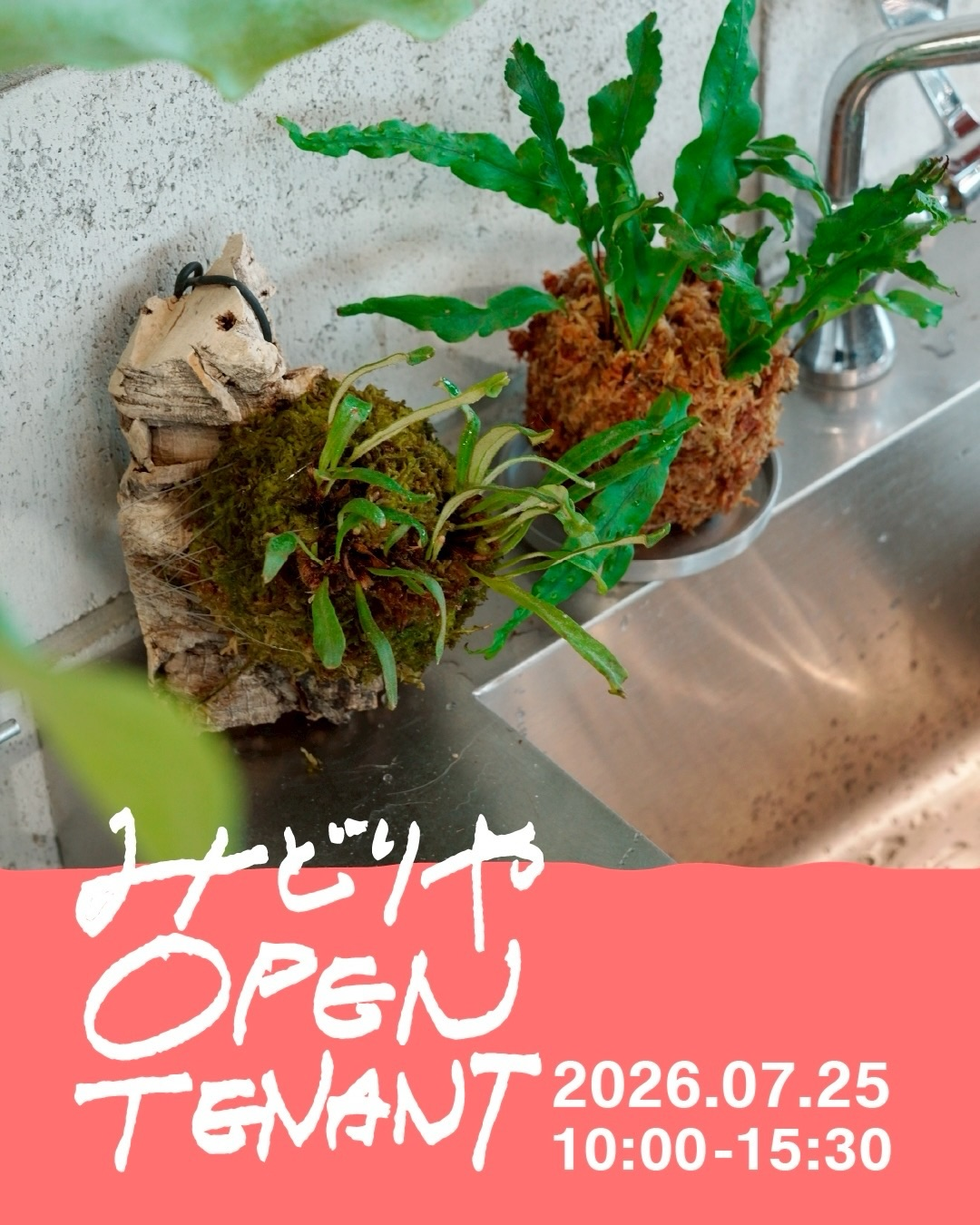 mid-ryみどりやビルがOPEN TENANT2026を開催、着生シダの苔玉作りと飲食や植物販売を刈谷市で展開
