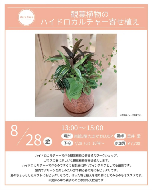 玉川高島屋で観葉植物のハイドロカルチャー寄せ植えワークショップ2026を開催、初心者や親子も参加可能