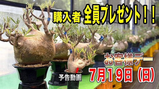 サボテンオークション日本がお客様デー2026を開催、希少塊根植物の販売と購入者全員プレゼントを実施