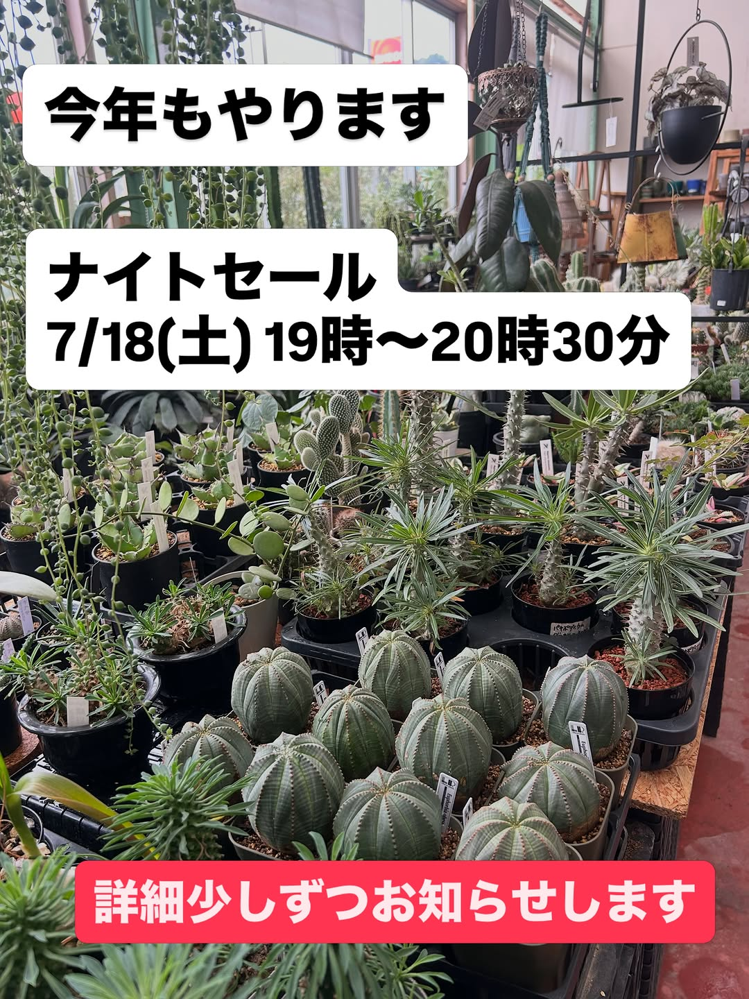 サングリーン青嶋がナイトセール2026を開催、植物や園芸用品と花苗を最大50％オフで販売