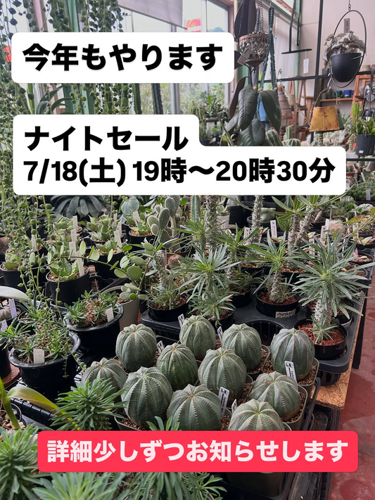 サングリーン青嶋がナイトセール2026を開催、植物や園芸用品と花苗を最大50％オフで販売