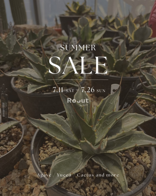 RooutbySAVOがSUMMERSALE2026を開催、植物と雑貨を最大50％オフで販売