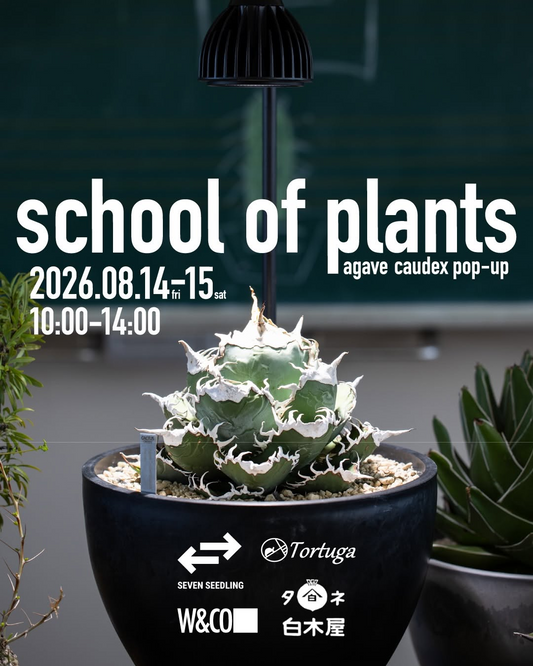 schoolofplantsagavecaudexpop-u2026が旧桜小学校で開催、アガベと塊根植物の販売が鳥取県湯梨浜町に集結