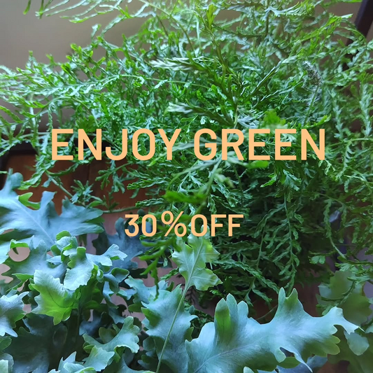FlowerWorksSEKIKAWAがENJOYGREEN夏のグリーンフェア2026を開催、観葉植物全品30%OFFの6日間