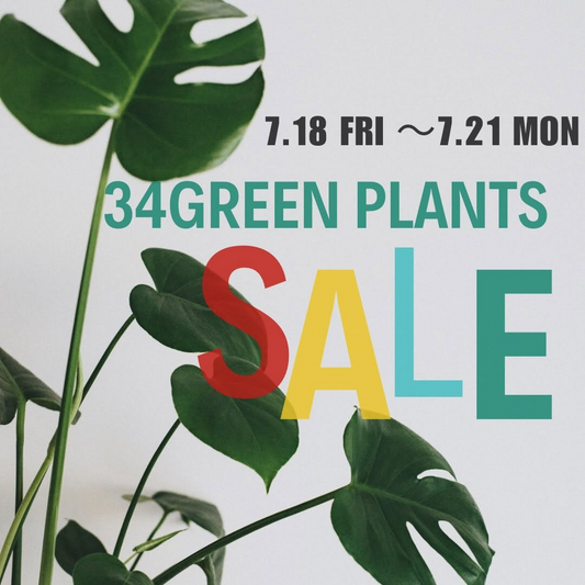 三豊が34GreenplantsSALE2026を開催、グリーンプランツ20%OFFとひまわり選びを実施