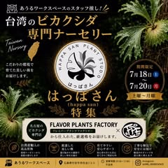 あうるワークスペースがはっぱさん特集2026を開催、台湾直輸入のビカクシダと専用着生板を販売 - リーフラ編集部